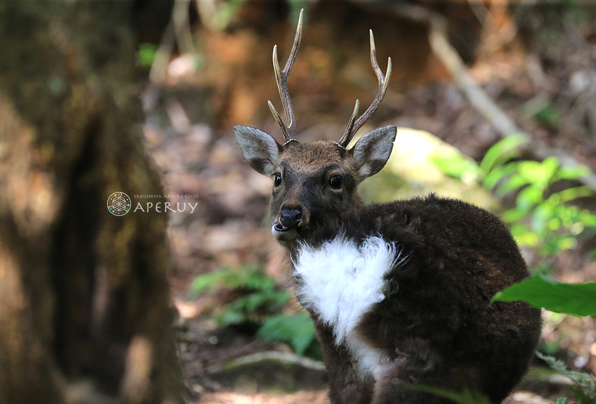 屋久島の鹿 ヤクシカ 写真集 Aperuy