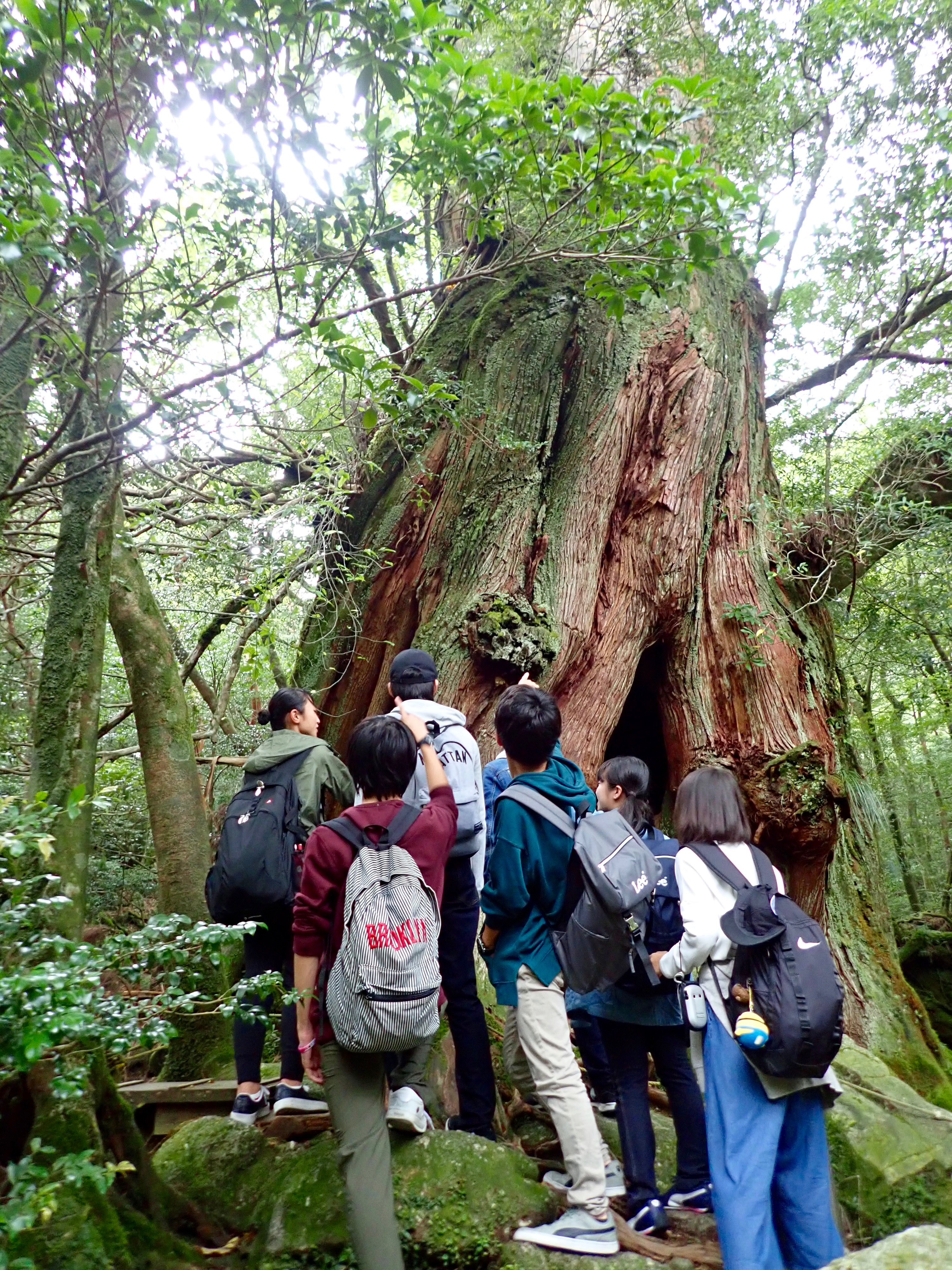 白谷雲水峡トレッキング〜サルノコシカケ〜 – aperuy