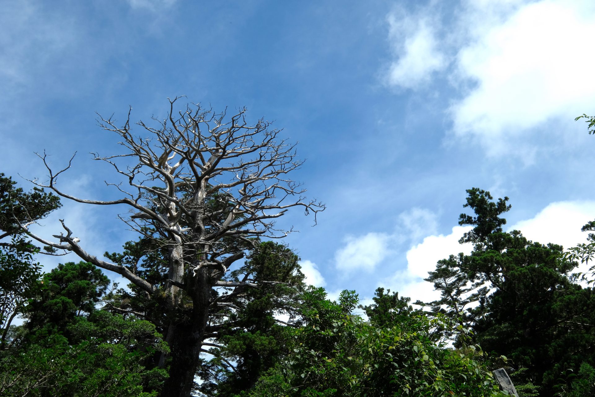 枝ぶりがかっこいい巨大な栂の白骨樹。